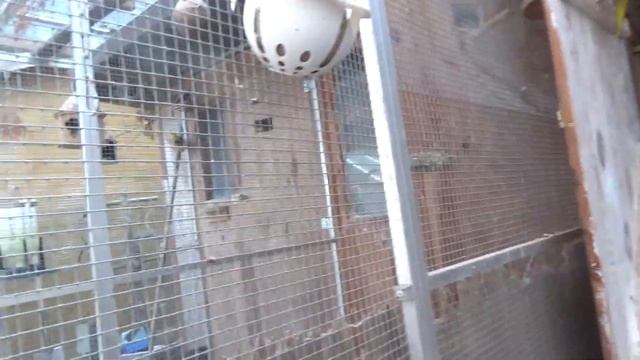 Франколин перепел - Села на Яйца смотреть онлайн