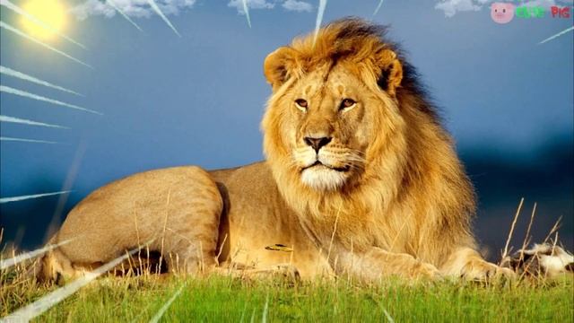Cow, Sheep, Rhino, Elephant, Horse, Lion, Pig, Zebra, Tiger | Animals Name and Sounds Learning vide смотреть онлайн