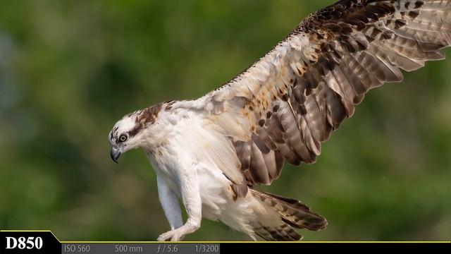 Nikon D500, D850 & Sony A9 Capture Amazing Detail and Amazing Bird in Flight Osprey Photography смотреть онлайн