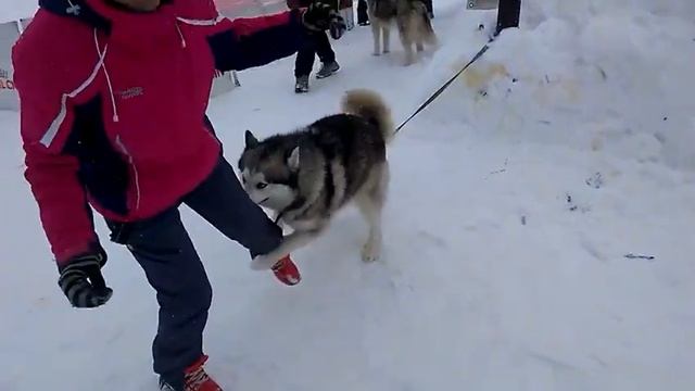 Маламут смотреть онлайн