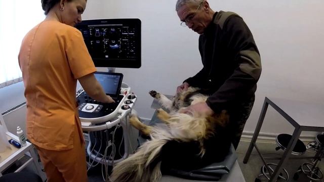 Обработка участка от клещей. Забор крови у собак. Выезд в ветеринарную клинику. Обзор на Михалыча. смотреть онлайн