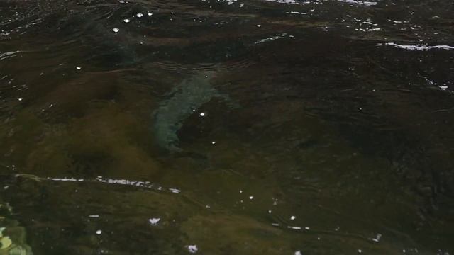 осенняя рыбалка.остров Кунашир смотреть онлайн