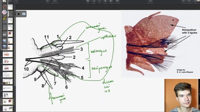 Особенности Многощетинковых червей | Олимпиадная биология смотреть онлайн