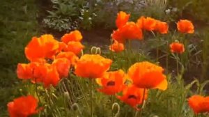 Катя Катерина Маков Цвет