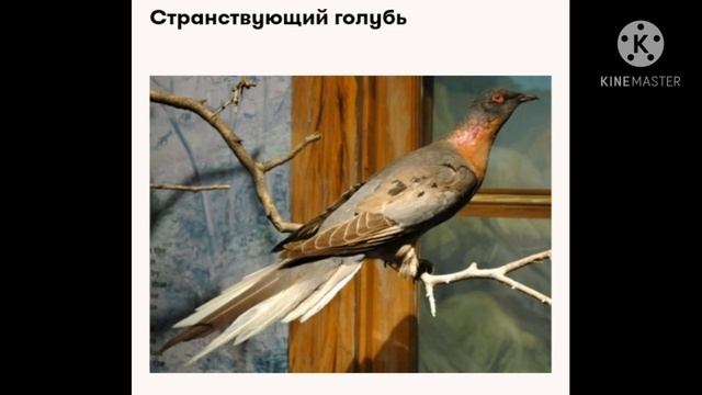 Вымершие животные(Чёрная книга) смотреть онлайн