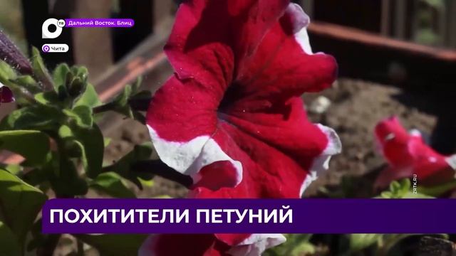Дальний Восток Блиц / 30.06.23 смотреть онлайн