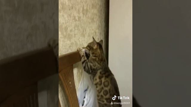 Бенгальская кошка смотреть онлайн