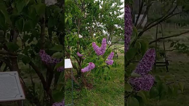 Майская сирень смотреть онлайн