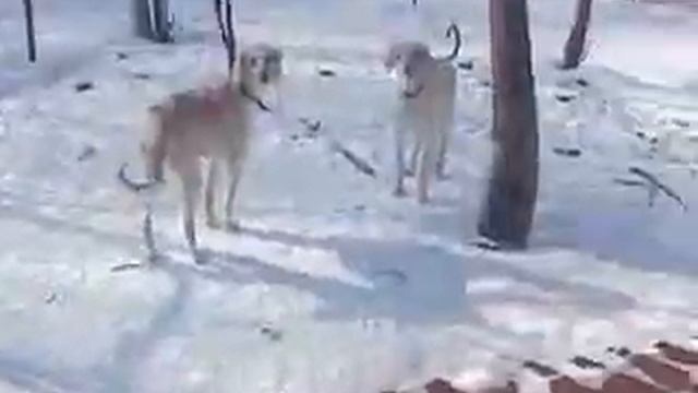 Борзые Тазы смотреть онлайн