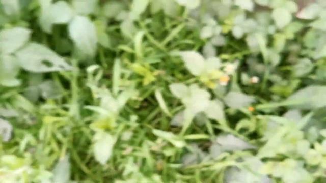 Galinsoga Quadriradiata