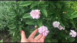 КАЛИСТЕГИЯ МАХРОВАЯ- ФРАНЦУЗСКАЯ РОЗА .