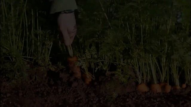 МОРКОВЬ БАРЫНЯ - СКОРОСПЕЛЫЙ ВЫСОКОУРОЖАЙНЫЙ УСТОЙЧИВЫЙ К ЦВЕТУШНОСТИ СОРТ смотреть онлайн