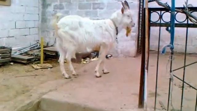 Чистокровный зааненский козёл продолжатель рода козлиного смотреть онлайн