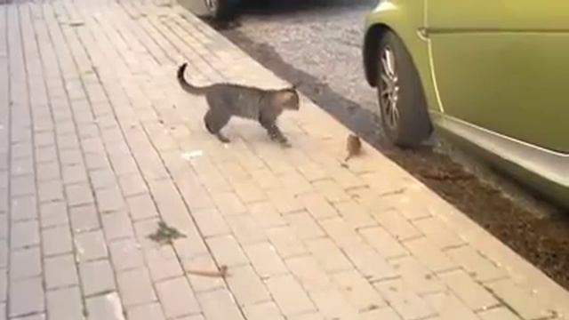 Мышь не знает что с этим котом делать смотреть онлайн