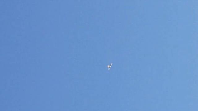 голуби кудул мраморный