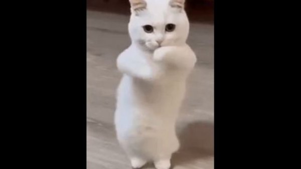 ча. ча ча ча ча