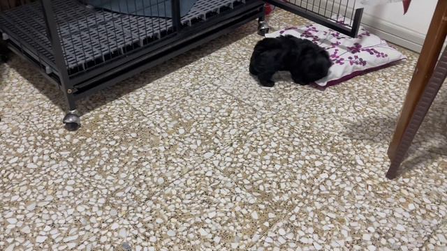 First time wet food feeding | Royal Canin | Abu Dhabi #yorkie #chihuahua смотреть онлайн