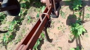 Культивация подсолнечника