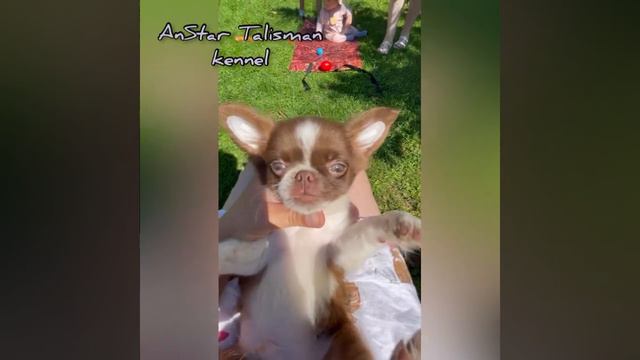 Питомник Чихуахуа и Русский той 🐶 предлагает на Ваш выбор милых малышей ❤️ смотреть онлайн