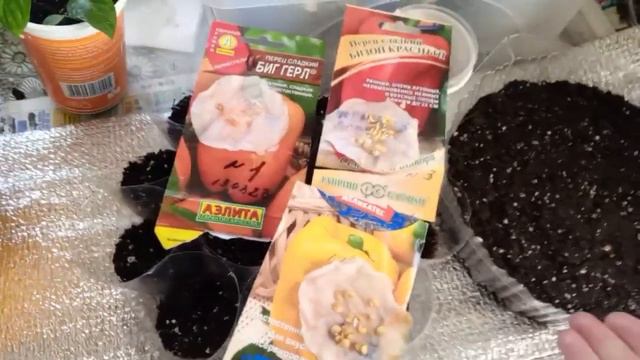 🫑 100 % ГАРАНТИЯ УРОЖАЯ ПЕРЦА.👍ПОДГОТОВКА СЕМЯН. 🌶️.ПОСЕВ. смотреть онлайн