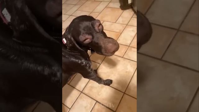 Весёлые животные №2