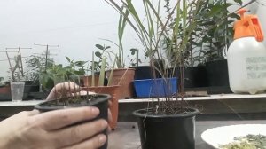 Лемонграсс, лимонное сорго или лимонная трава, подготовка к зиме.