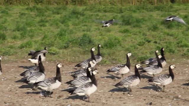 Barnacle geese - the everyday life смотреть онлайн