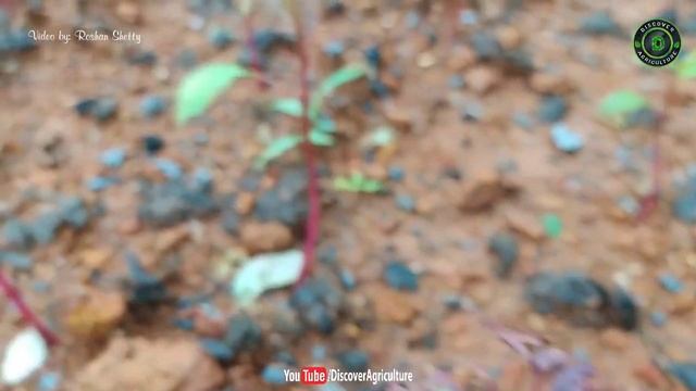 Amaranthus Farming / Amaranth Cultivation | How To Grow Amaranth Plant At Home