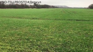 Осмотр озимой пшеницы  Разные сроки посева и нормы высева.10 ноября 2019 г.