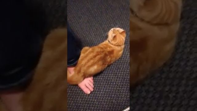 Гуляет кошка смотреть онлайн