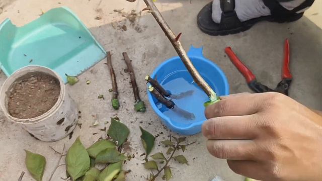 बोगनवेलिया की कटिंग कैसे लगाएं मात्र 20 दिन में | Bougainvillea cutting kaise lagaen | Cutting grow смотреть онлайн
