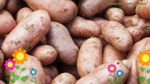 Картофель семенной. Краткий обзор, описание характеристик, где купить картофель Корнет