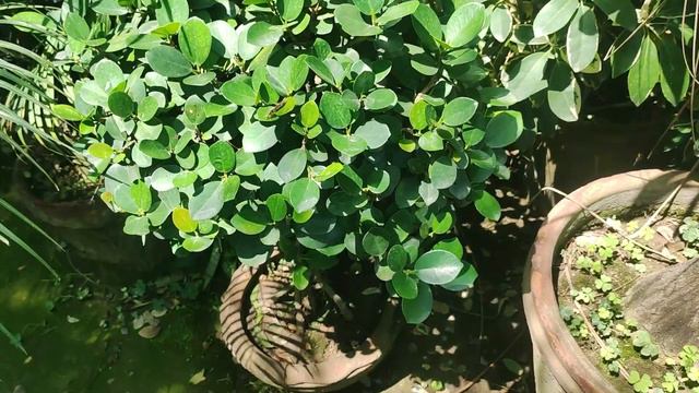 Green Island Ficus Or Panda Ficus Plant For Home Decoration