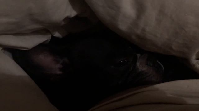 МОЙ ЛЮБИМЫЙ ПЕСЕЛЬ / ПОДДЕРЖКА ВО ВРЕМЯ БОЛЕЗНИ / ФРАНЦУЗСКИЙ БУЛЬДОГ