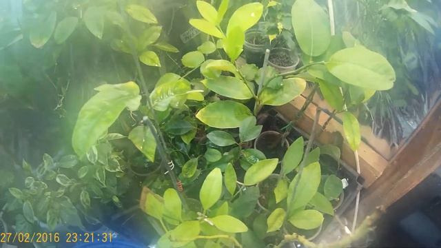 Увлажнитель воздуха для цитрусов