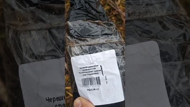 Первые деревья на участке. Осенняя посадка деревьев. смотреть онлайн