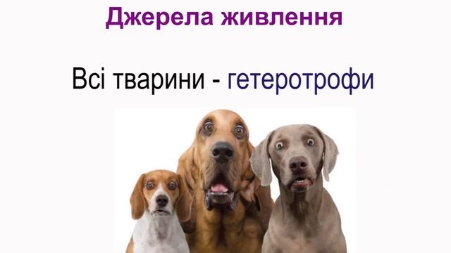 Живлення тварин