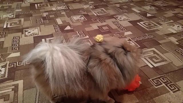 ТЕЧКА У ПОМЕРАНСКОГО ШПИЦА. смотреть онлайн