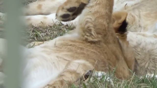 Очень красивый львенок Зевс становится совсем взрослым🦁❤ ПАРК ЗЕМЛЯ ПРАЙДА 🌿 смотреть онлайн