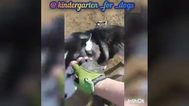 Дружочек "Детский сад для собак " - собакам у нас нравится!!))) смотреть онлайн