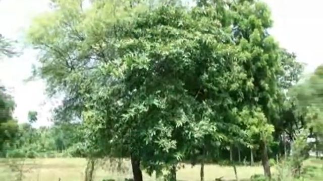 Ingredient/s of Sansevieria hyacinthoides Formulations: Pankaj Oudhia's Ethnobotanical Surveys 2012 смотреть онлайн