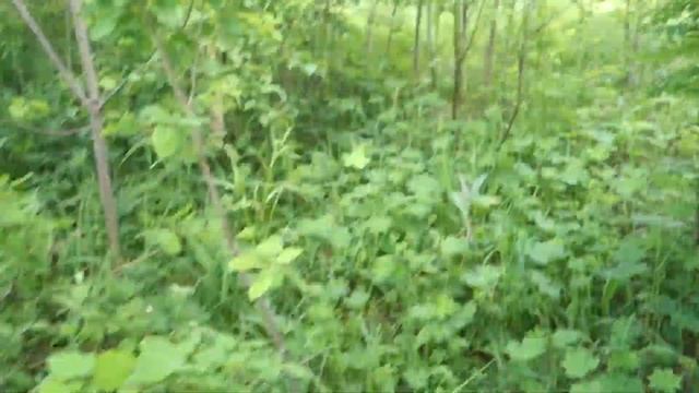 VLOG: Дары природы, Собираем первые грибы 2017 ? смотреть онлайн