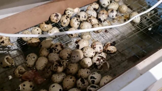 Ошибки инкубации перепелов! Отнеситесь к этому процессу серьезно! смотреть онлайн