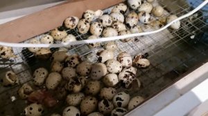 Ошибки инкубации перепелов! Отнеситесь к этому процессу серьезно!