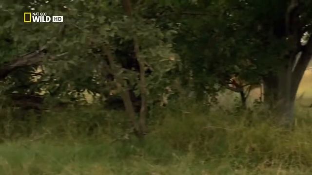 Documentary 2016 - Botswana Lion - Animal planet смотреть онлайн
