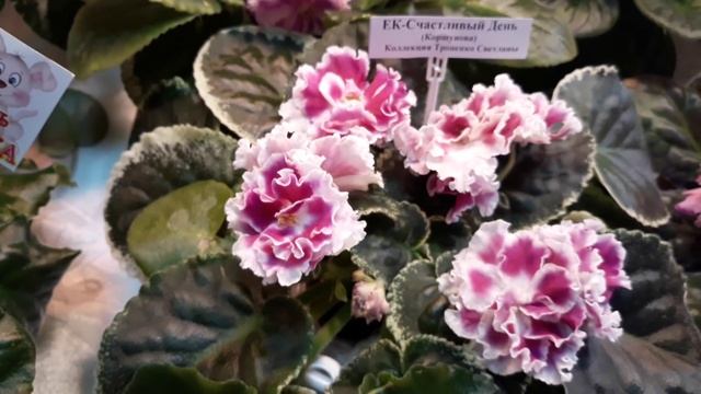 11июля 2018 г. Выставка фиалок в Киеве. смотреть онлайн