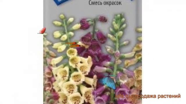 Наперстянка обыкновенная Смесь окрасок ? обзор: как сажать, семена наперстянки Смесь окрасок смотреть онлайн