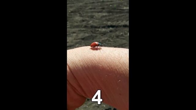 Божья коровка стартует с руки/Космическая коровка смотреть онлайн