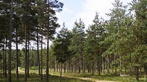 "СОЛОВЕЙ". Романс Алябьева