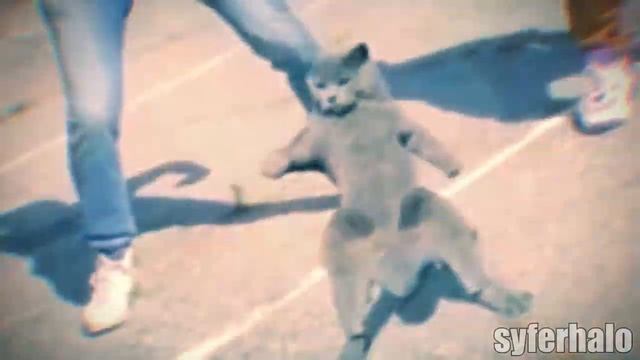 groovy cat groovy cat смотреть онлайн